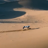 Quadruped Inspection Robot